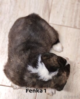 Stredoazijsky ovčiak - 4