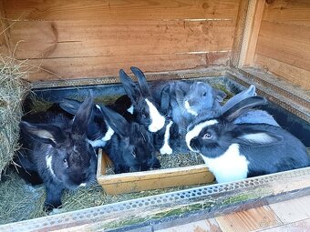 Mladé králiky - 4