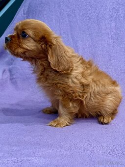 Cavalier King Charles Spaniel - fenka ruby - PP(FCI) - 4