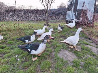 Predám pižmové (čínske) kačice / káčerov - 4