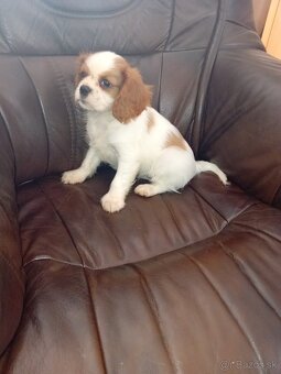 Cavalier charles king španiel - 4