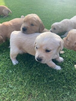 Zlatý retriever x labrador šteniatka - 4