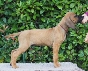 Rhodesian Ridgeback šteniatka s PP IHNEĎ K ODBERU - 4