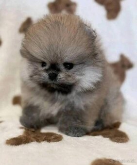 Pomeranian - 4