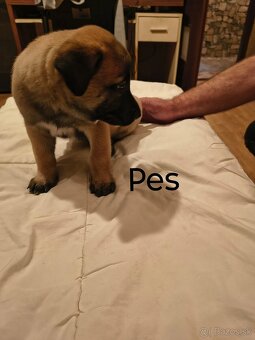 Šteniatka belgický ovčiak malinois bez pp - 4