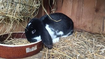 Francúzsky baran - 4