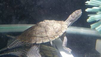 Vodné korytnačky - 4