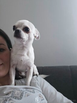 HOLÍČ / BORSKÝ MIKULÁŠ: 🐾 Ponuka na krytie – čivava Jackie - 4