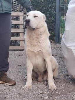 Stredoázijský ovčiak - 4