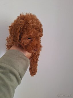 Pudel - 4