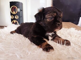 Tibetskỳ spaniel - 4