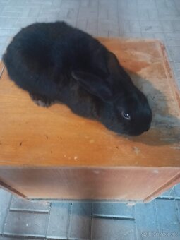 Zakrsle zajačiky - 4