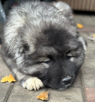 Kaukazský ovčiak - 4