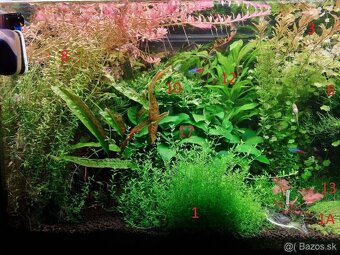 Rastlinky do akvária - 4