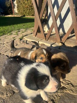 Šteniatka mix border kólie. - 4