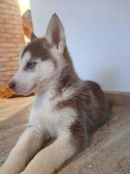 Sibírsky husky - 4