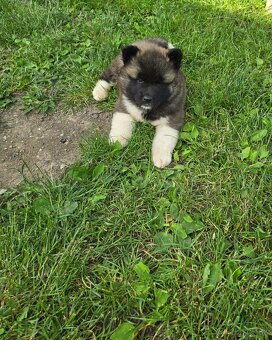 Šteniatka Americká akita - 4