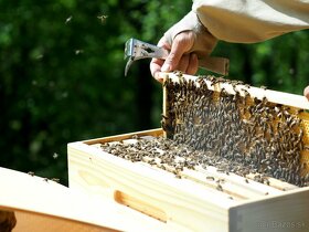 včely - rýchlokurzy pre začínajúcich včelárov - 4