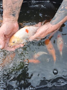 koi kapre - 4