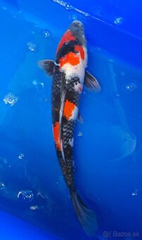 Koi Kapre - 4