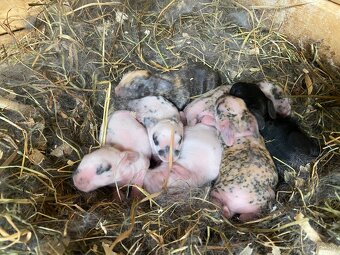 Hyla pripustená Dalmatinským rexom ČŽ - 4