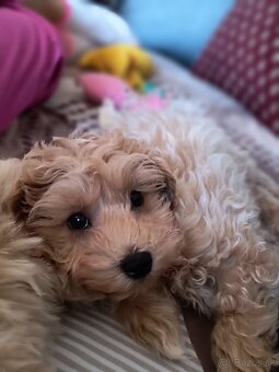 Maltipoo - 4