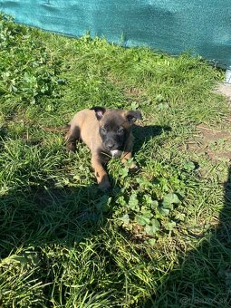 Belgický ovčiak, Cross , Nemecký ovčiak - 4