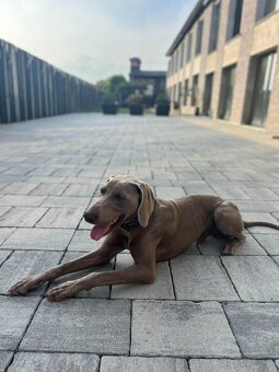 Weimarský stavač - 4