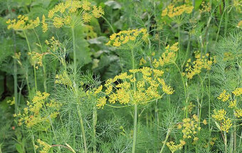 Semienka-koriander,petržlen vňaťový,smraďošky (aksamietnice) - 4