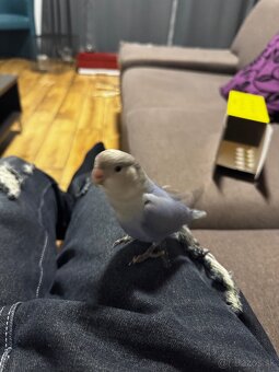 Rucne dokrmena pyrura - 4