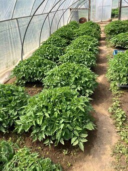 Priesady/Planty - 4