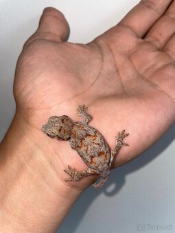 Rhodactylus Auriculatus Pagekon hrbolkohlavý - 4