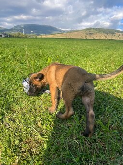 Belgický ovčiak-Malinois - 4