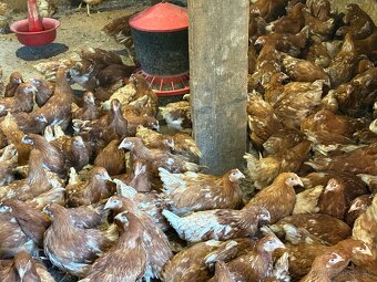 Sliepky Mládky Nosnice Lohman - 4