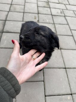 Darujem - šteniatko - 4