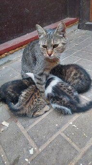 Darujem maciatka - 4