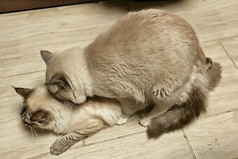 Ponúkam kocúra Ragdoll na krytie - 4