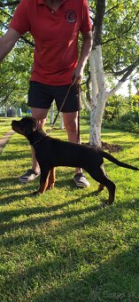 Steniatka rottweilera,rotvajlera,rtw,rotty s PP - 4