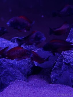 Tropheus Moliro - 4