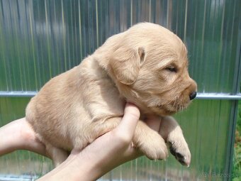 Zlatý retriever šteniatka - 4