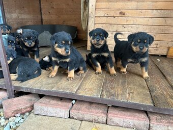 Predam šteniatka rottweiler rotvajler rotwailer rotwajler - 4