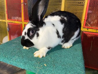 Zajace na predaj - 4