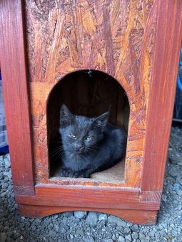 Darujem mačiatka - 4