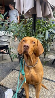 Darujem maďarskú vyžlu - 4