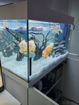 Komplet Akvárium Juwel RIO 125 so skrinkou - 4