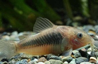 Akvarijné rybičky - 4