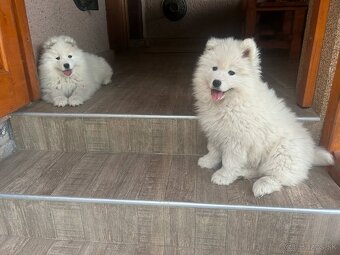 Samojed - 4