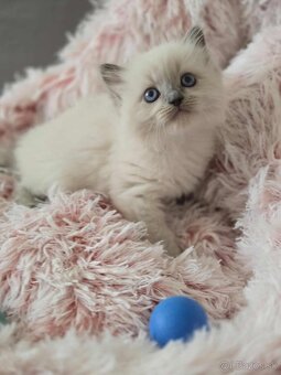Ragdoll mačiatka - 4