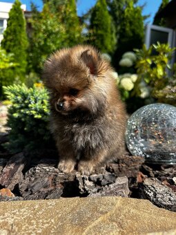 pomeranian - 4
