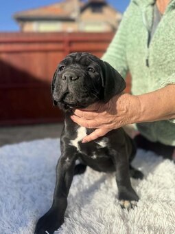 Cane Corso šteniatka - 4